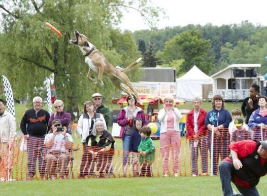 33 Festivals In Worcester Ma Culture Nightlife Celebrations Events Of Worcester Ma Pet Rock Festival 2022