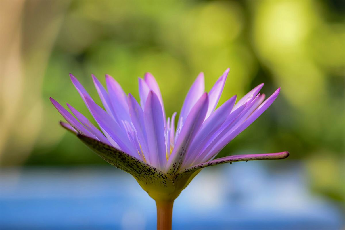 Reiki  Beginners Workshop with Jaslyn | Event in Singapore | AllEvents
