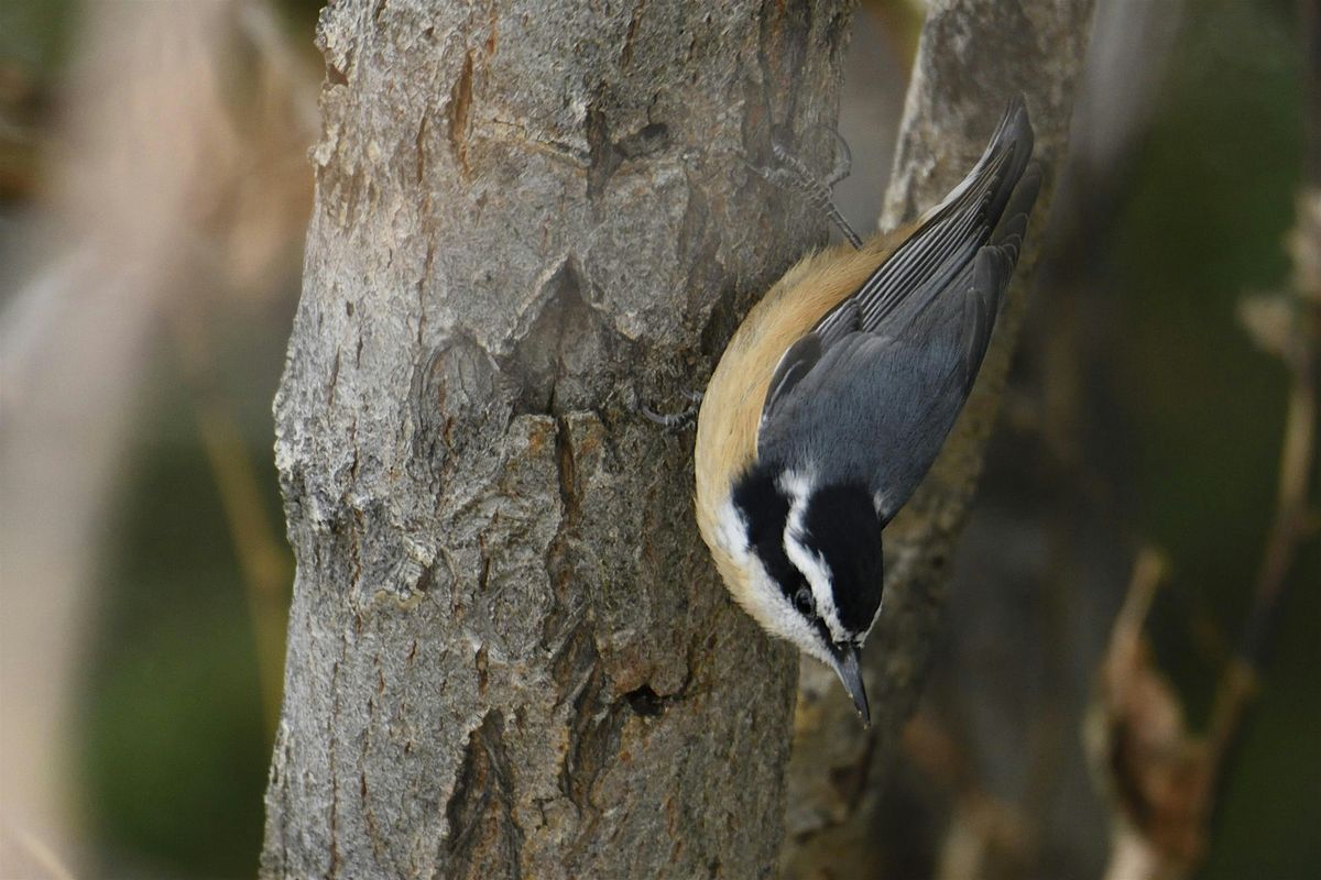 Pause, Look & Listen: Idaho Shakespeare Festival Grounds, 13 December | Event in Boise | AllEvents