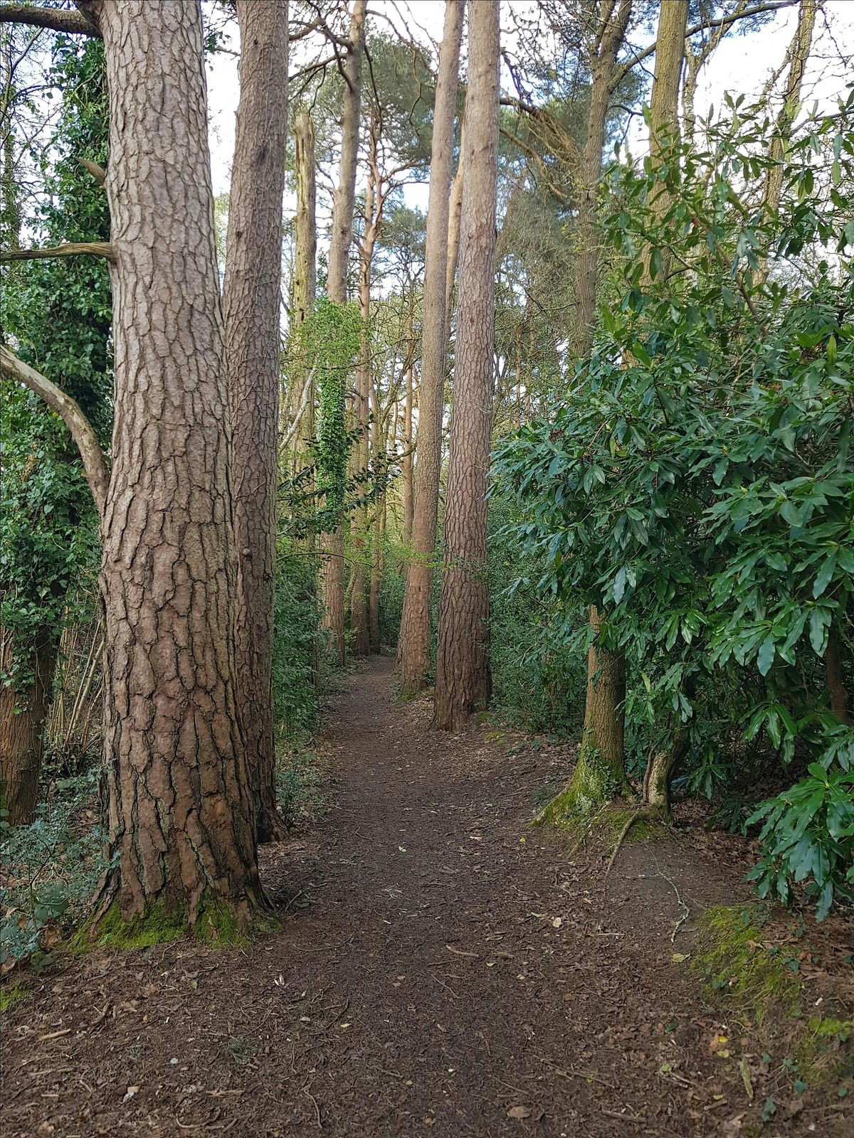 Dance in Delph Woods | Event in Poole | AllEvents