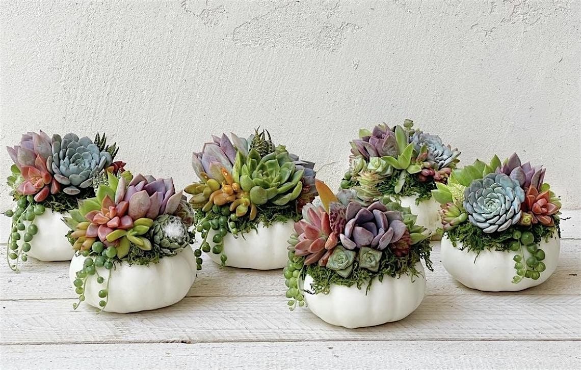 Succulent Pumpkin Arrangement, 26 October | Event in Richmond | AllEvents