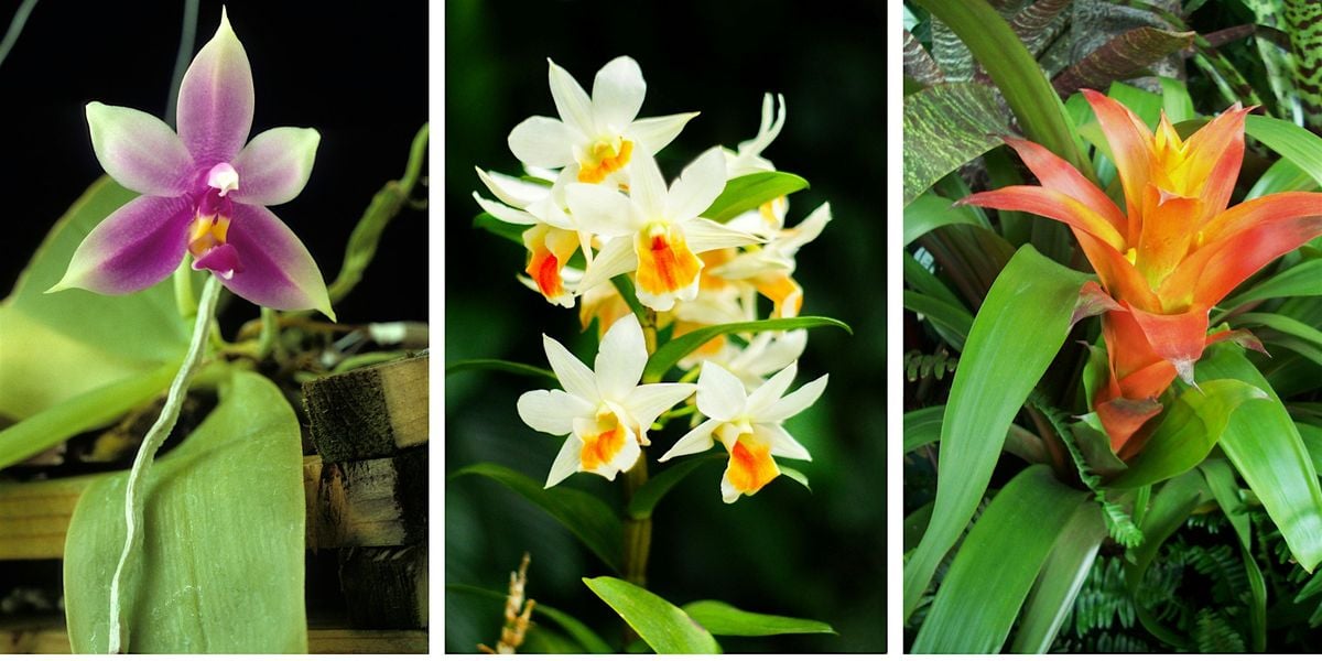 Growing Orchids, Bromeliads, & Other Epiphytes, 28 June | Event in Dallas | AllEvents