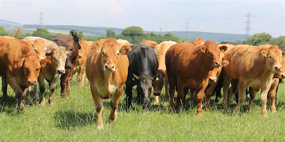 Imagining the Future of Livestock Food and Farming in the Gwent Levels, 28 November | Event in Newport | AllEvents