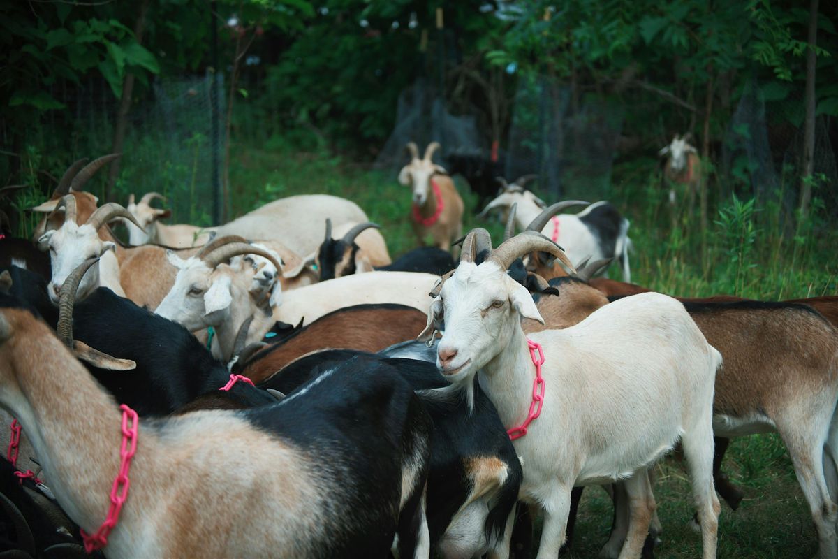 Meet the Goats!, 5 September | Event in Flint | AllEvents