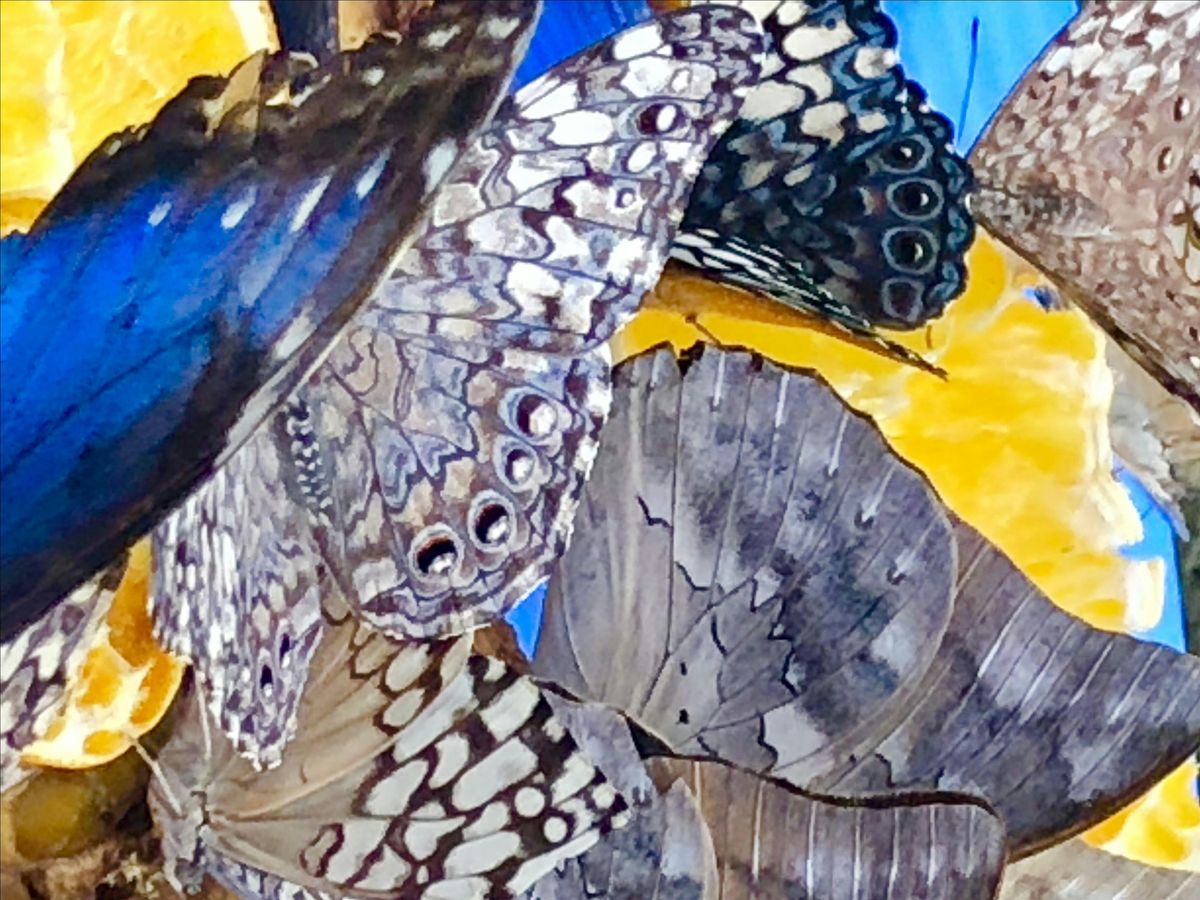 Koans at the End of Life: A Hospice Worker's Story, 14 December | Event in Trumansburg | AllEvents