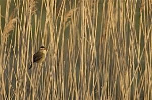 Cossington Bird Survey Walk, 17 April | Event in LEICESTER | AllEvents