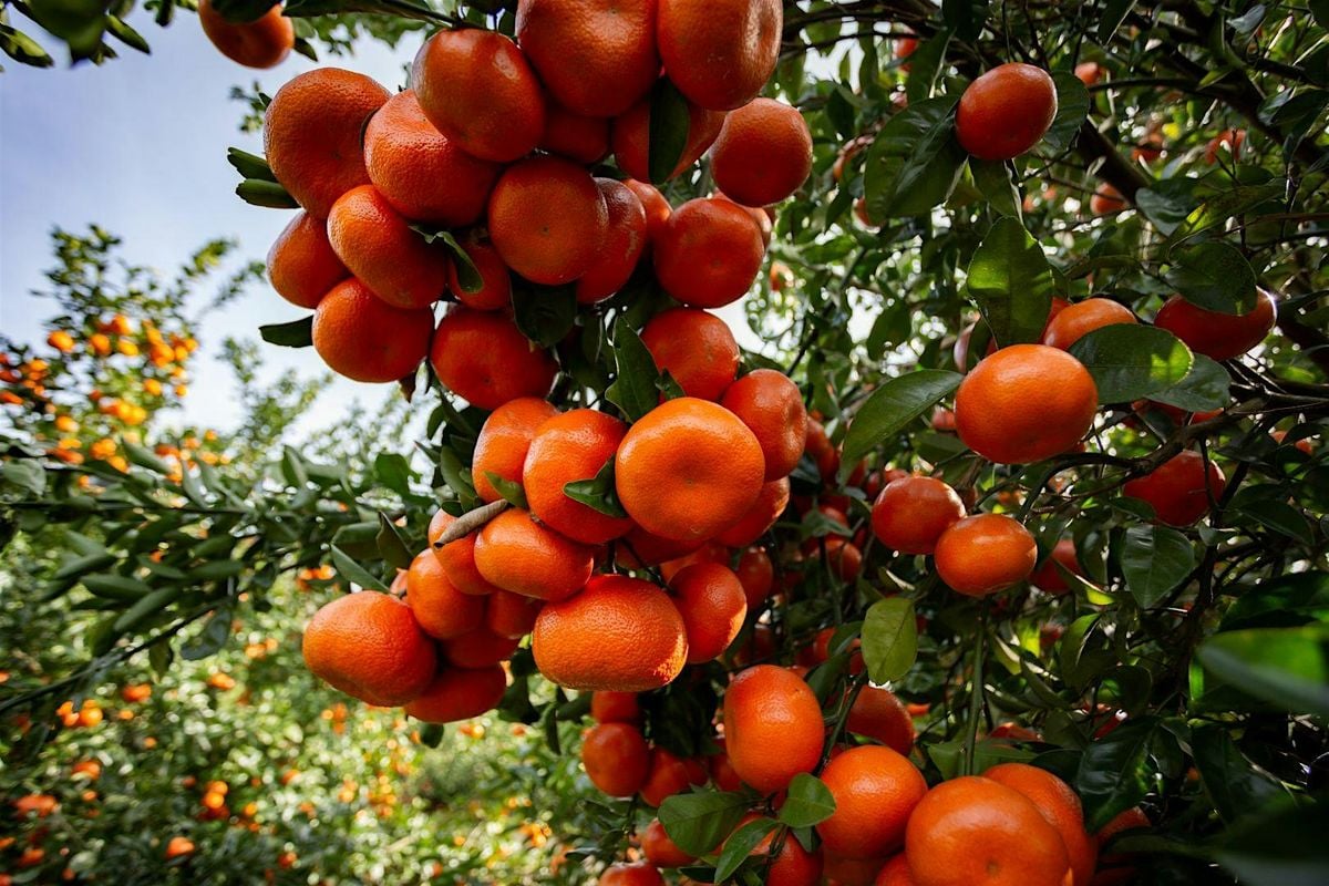 Citrus, 20 December | Event in Tavares | AllEvents