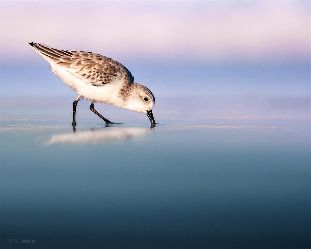 Introduction to Shorebird Photography with Will Misner - the Walk, 25 October | Event in St. Augustine | AllEvents
