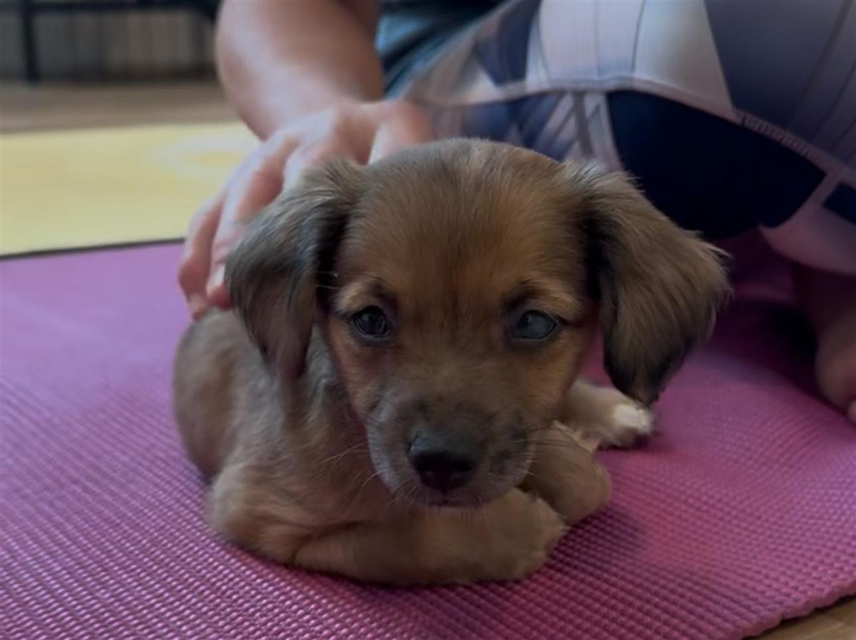 Rescue Puppy Yoga - The Werks, 2 August | Event in Wheat Ridge | AllEvents