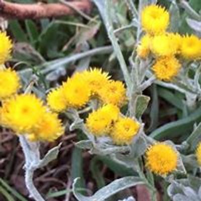 Brunswick Communities for Nature