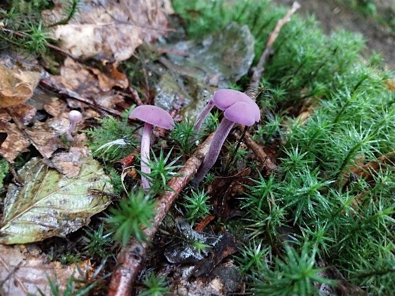 Mushroom Identification and Foraging Event 18/10/2025, 18 October | Event in Horsham | AllEvents