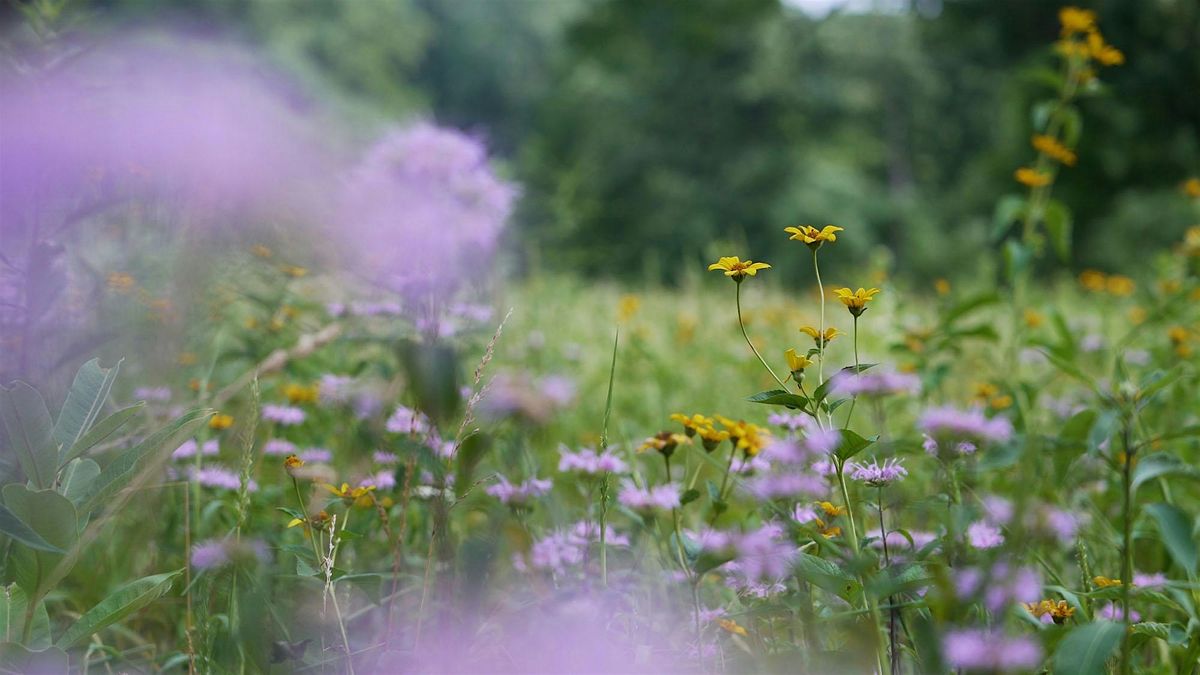 Wildflower Walk at Roundabout Meadows, 31 May | Event in Aldie | AllEvents