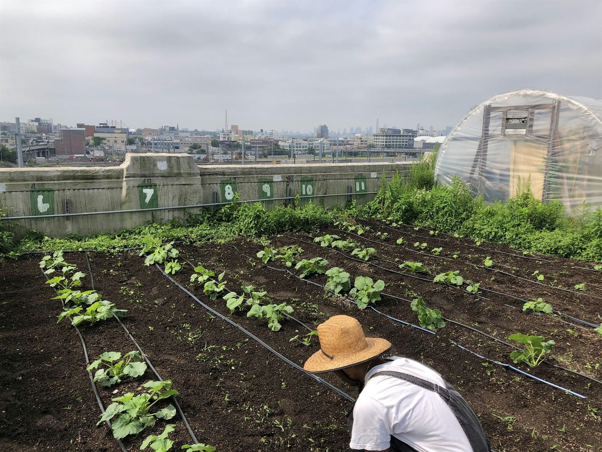 SFLIC Volunteer Day: Summer Series, 6 July | Event in Queens | AllEvents