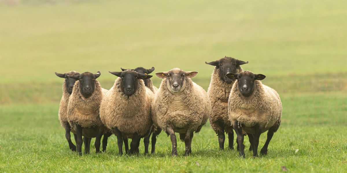 Fundamentals of Sheep Production, 19 July | Event in Waldorf | AllEvents