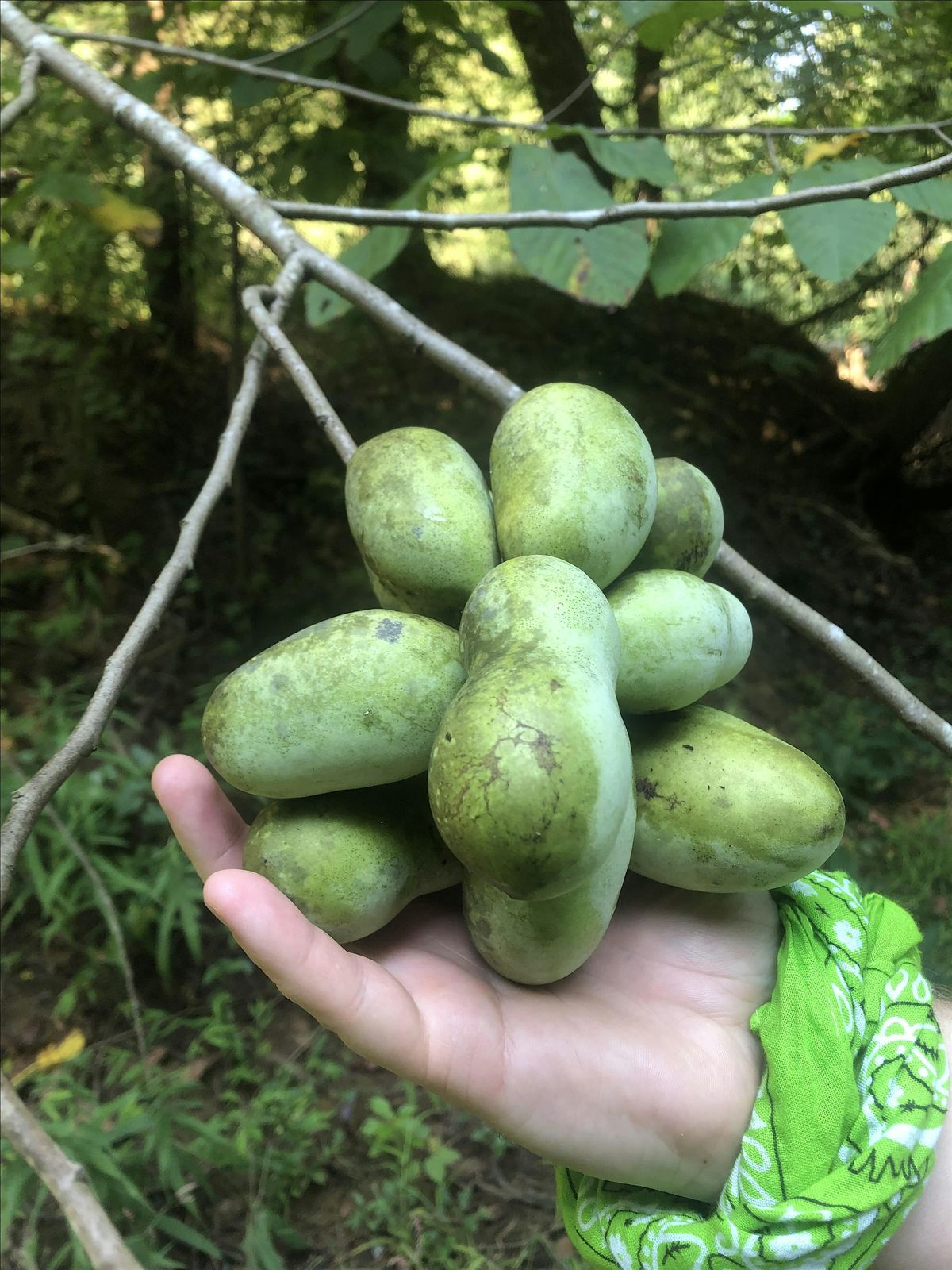Fall 2025 Paw Paw Forage (Week 1), 6 September | Event in Durham | AllEvents