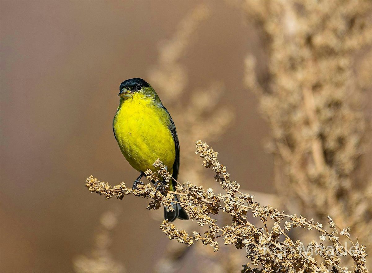 Beginner eBird in the Park, 13 July | Event in Boise | AllEvents