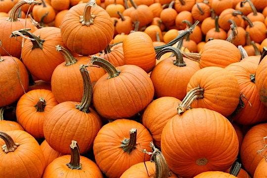 Pumpkins on the Patio at APD, 19 October | Event in Asbury Park | AllEvents