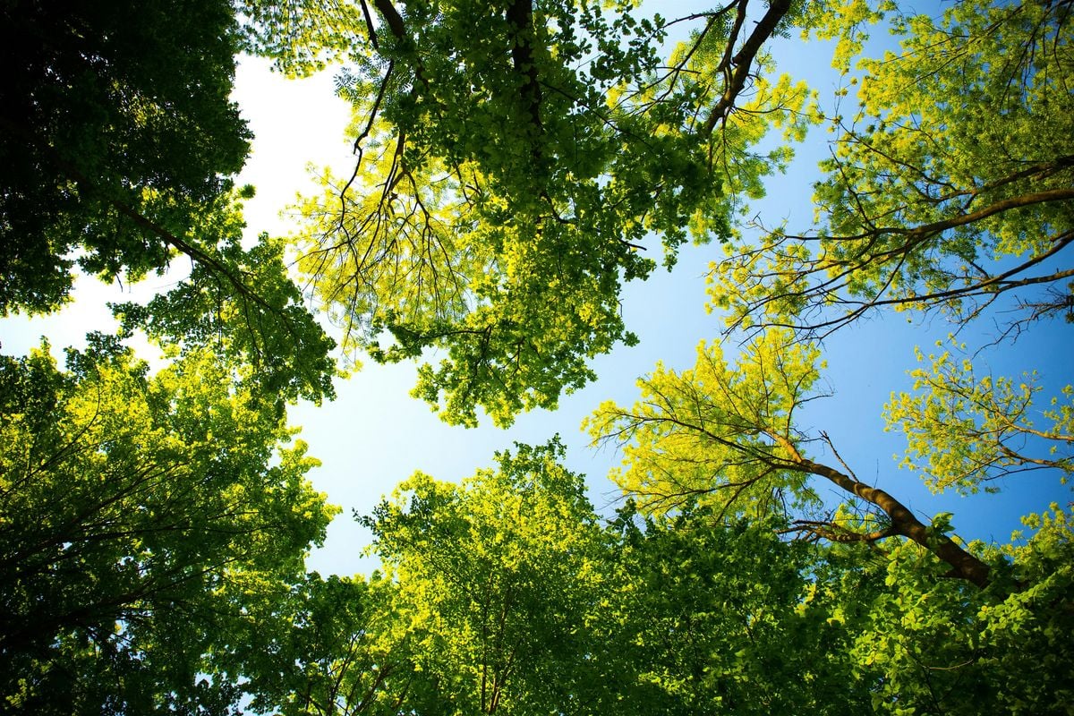 Tree  Surveys  with Tees Archaeology, 12 August | Event in Stockton-on-Tees | AllEvents