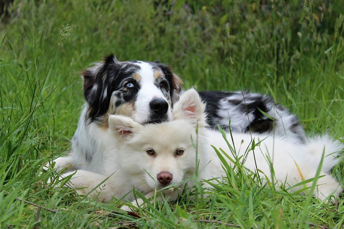 Dog Obedience - Level 1 - Fall, 27 September | Event in Leavenworth | AllEvents
