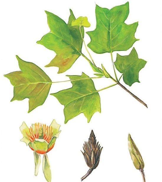 Tree Identification Walk, 7 October | Event in Pleasantville | AllEvents