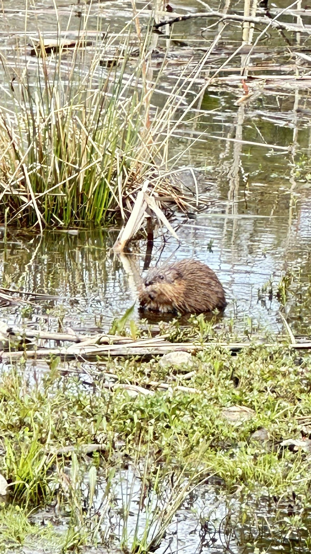 Introduction to Beaver Trapping; A Multi-Season Approach - Augusta, 6 December | Event in Augusta | AllEvents