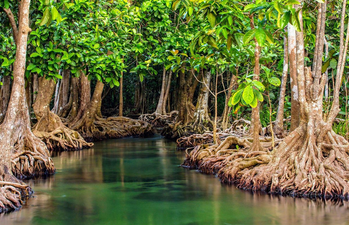 Mangroves, 19 December | Event in Largo | AllEvents