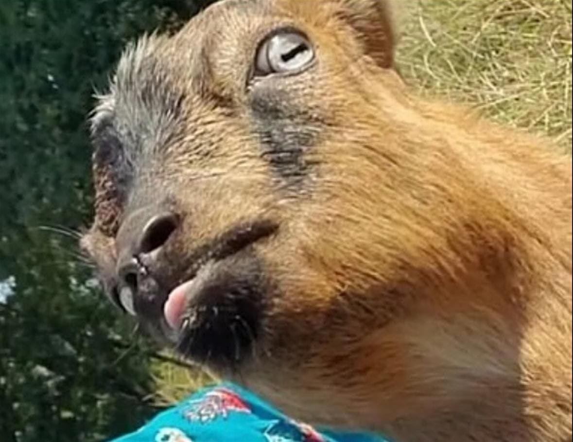 Goat Yoga @ Moon Shadow Meadow, 31 May | Event in Fort Collins | AllEvents