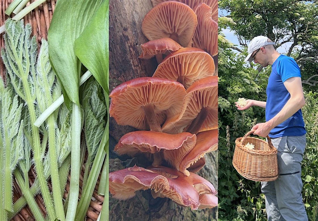 Full-Day Foraging Course, Manchester, 26 October | Event in Didsbury | AllEvents