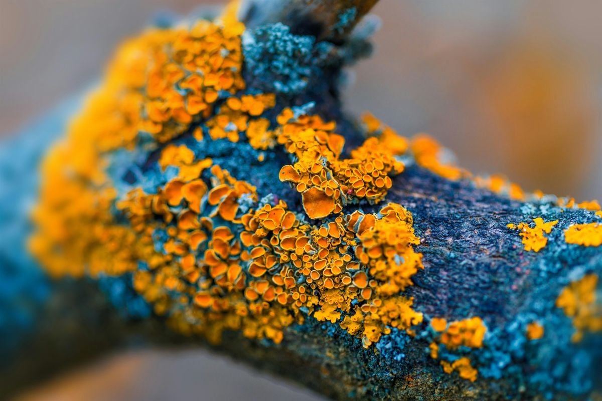 Microscopy Abstract - Lichen, 7 September | Event in Osceola | AllEvents
