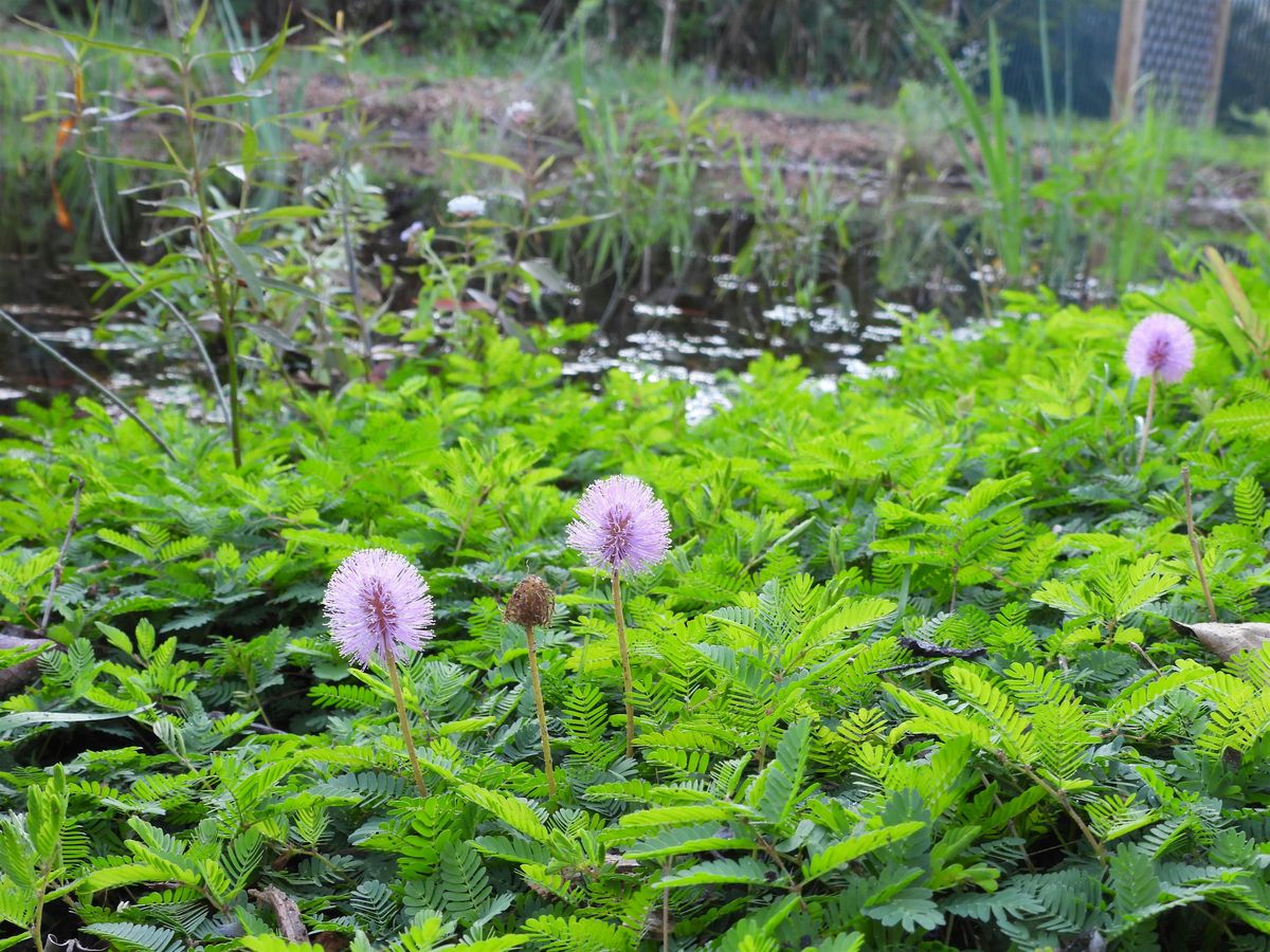 Plant This Not That!, 10 January | Event in Sanibel | AllEvents