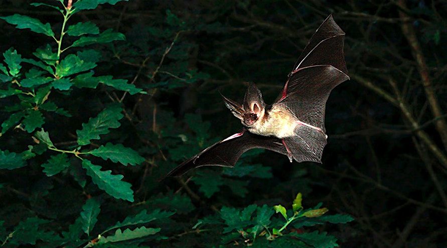 Bat Walk, 18 July | Event in Hill of Down | AllEvents