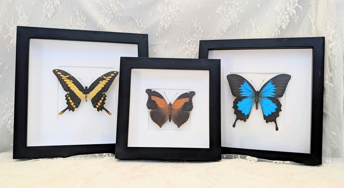 Intro To Entomology: Butterfly Pinning Class, 4 October | Event in Sacramento | AllEvents