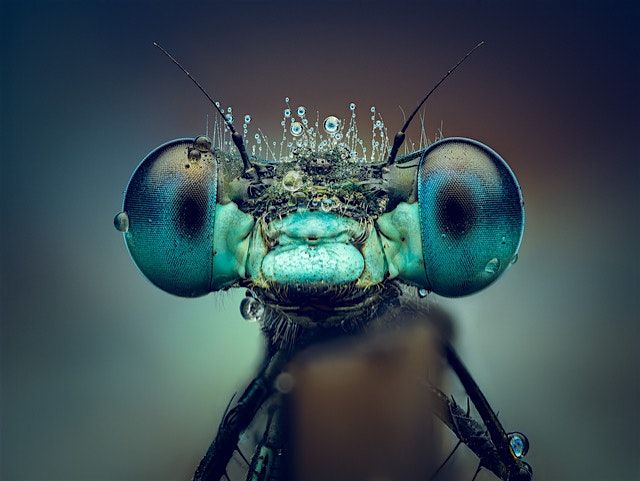 How To | Master Macro Photography | OM System, 30 October | Event in Birmingham | AllEvents
