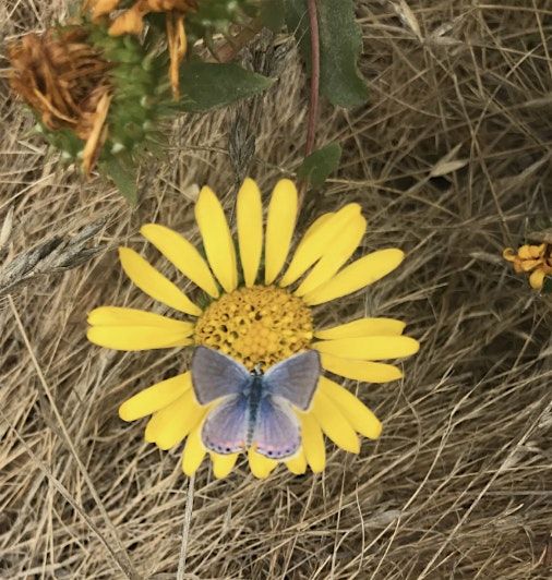 Blooms, Butterflies, and Native Roots, 25 July | Event in Carmel-by-the-Sea | AllEvents