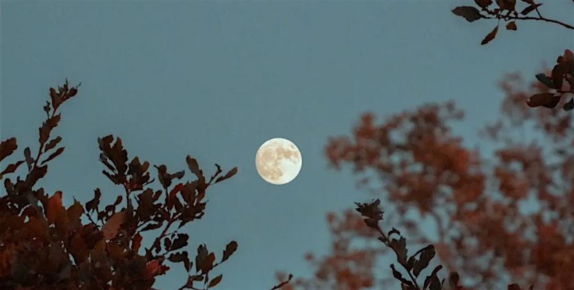 Full Moon Forest Bathing with Monica Wenzel, 21 July | Event in Jefferson | AllEvents
