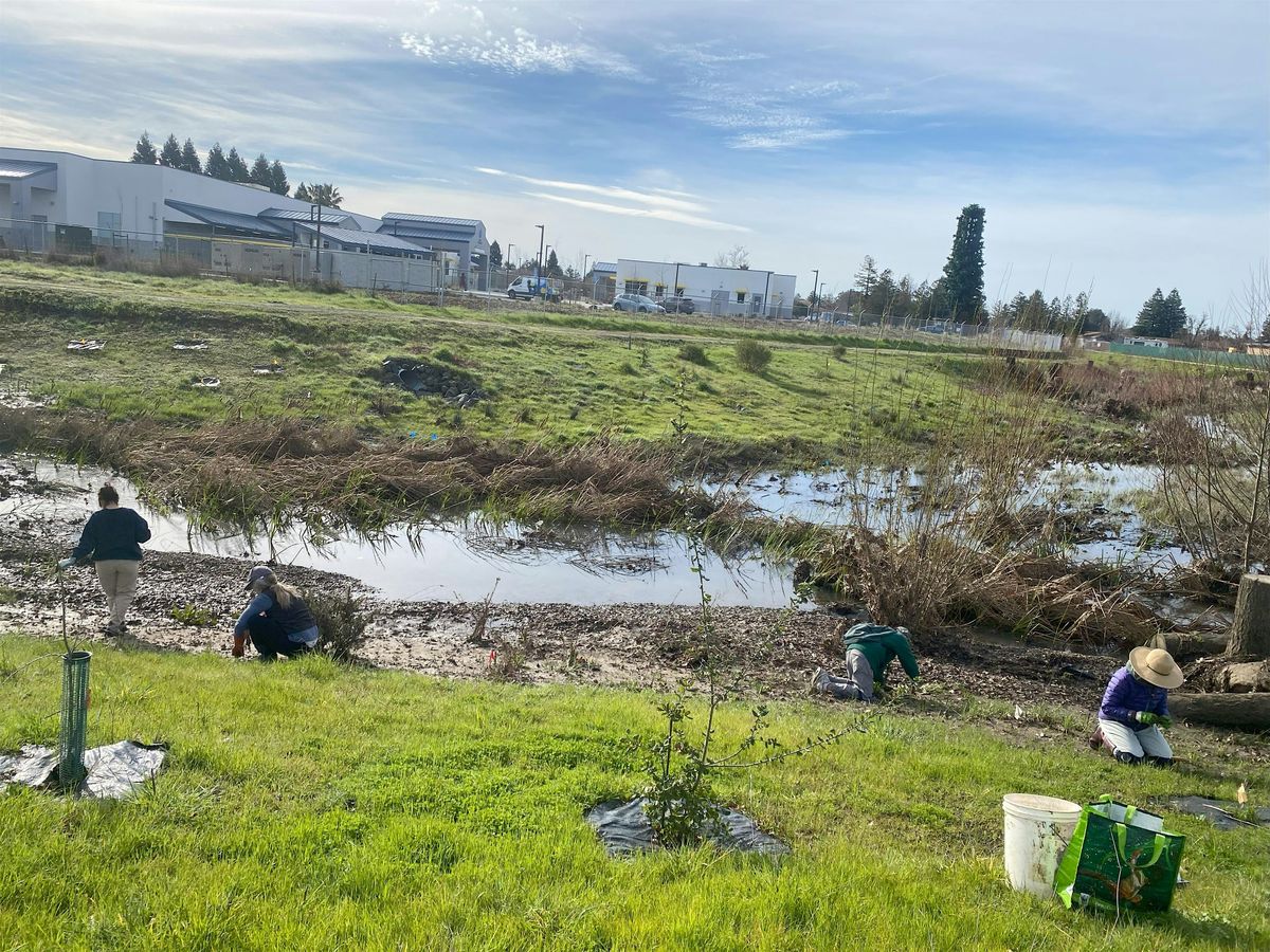 Día de Laguna Stewards en Colgan Creek/Laguna Stewards at Colgan Creek, 13 September | Event in Santa Rosa