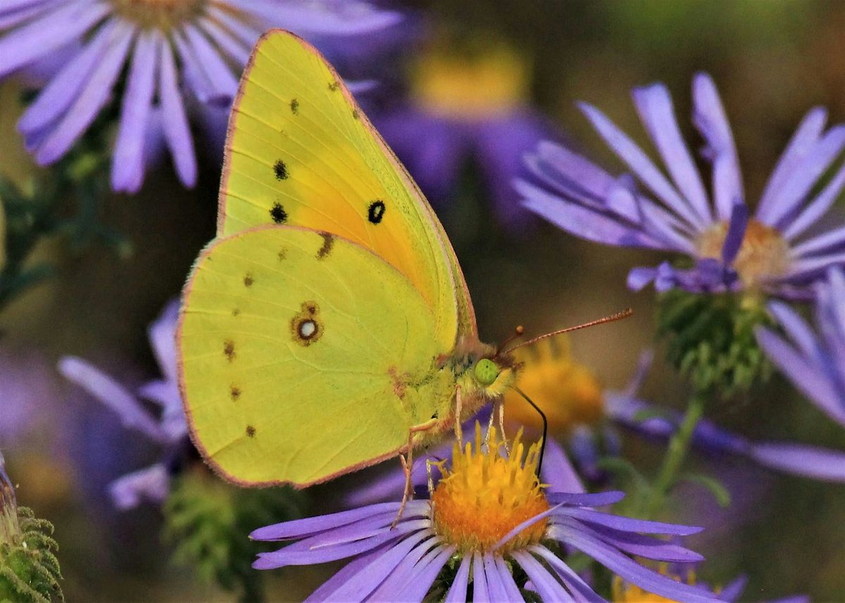 Native Plants 101 (Kinston Residents), 15 May | Event in Loveland | AllEvents