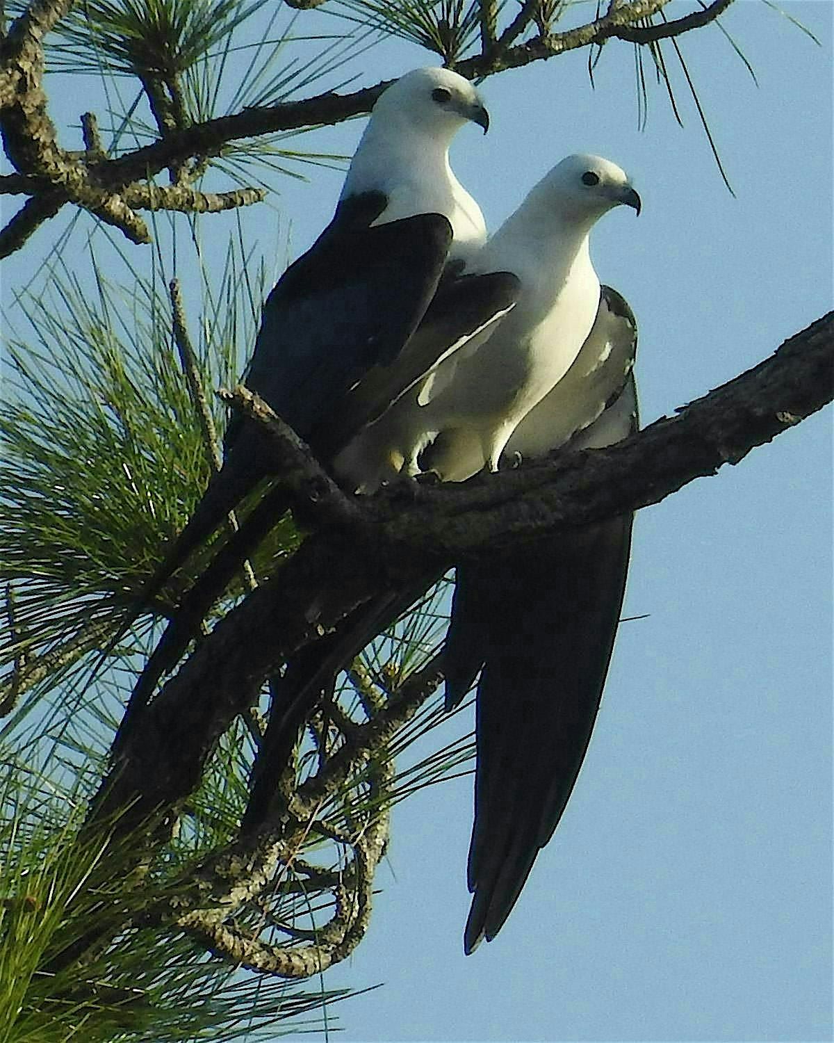 Guided Birding Walk: Swallow-Tailed Kites, 16 March | Event in Immokalee | AllEvents
