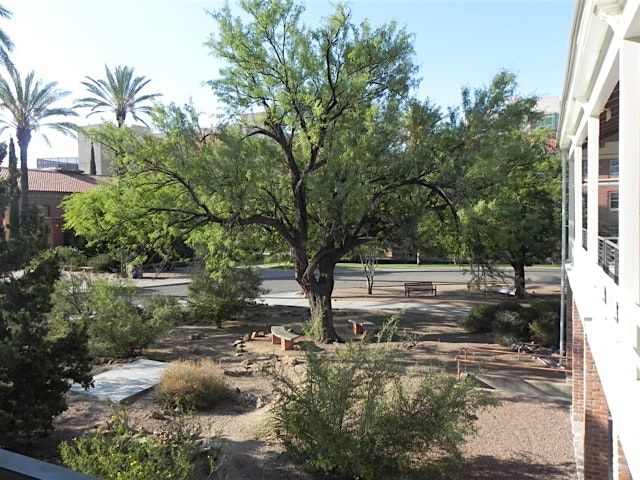 Old Main: New Directions in Landscape U of Arizona Campus Arboretum Tour, 19 October | Event in Tucson | AllEvents