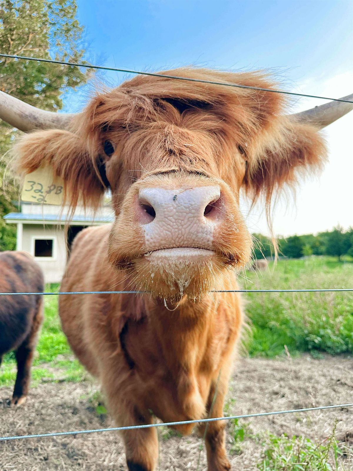 Highland Cow ‘Meet and Greet’ & Flower Picking | Event in Martinsburg | AllEvents