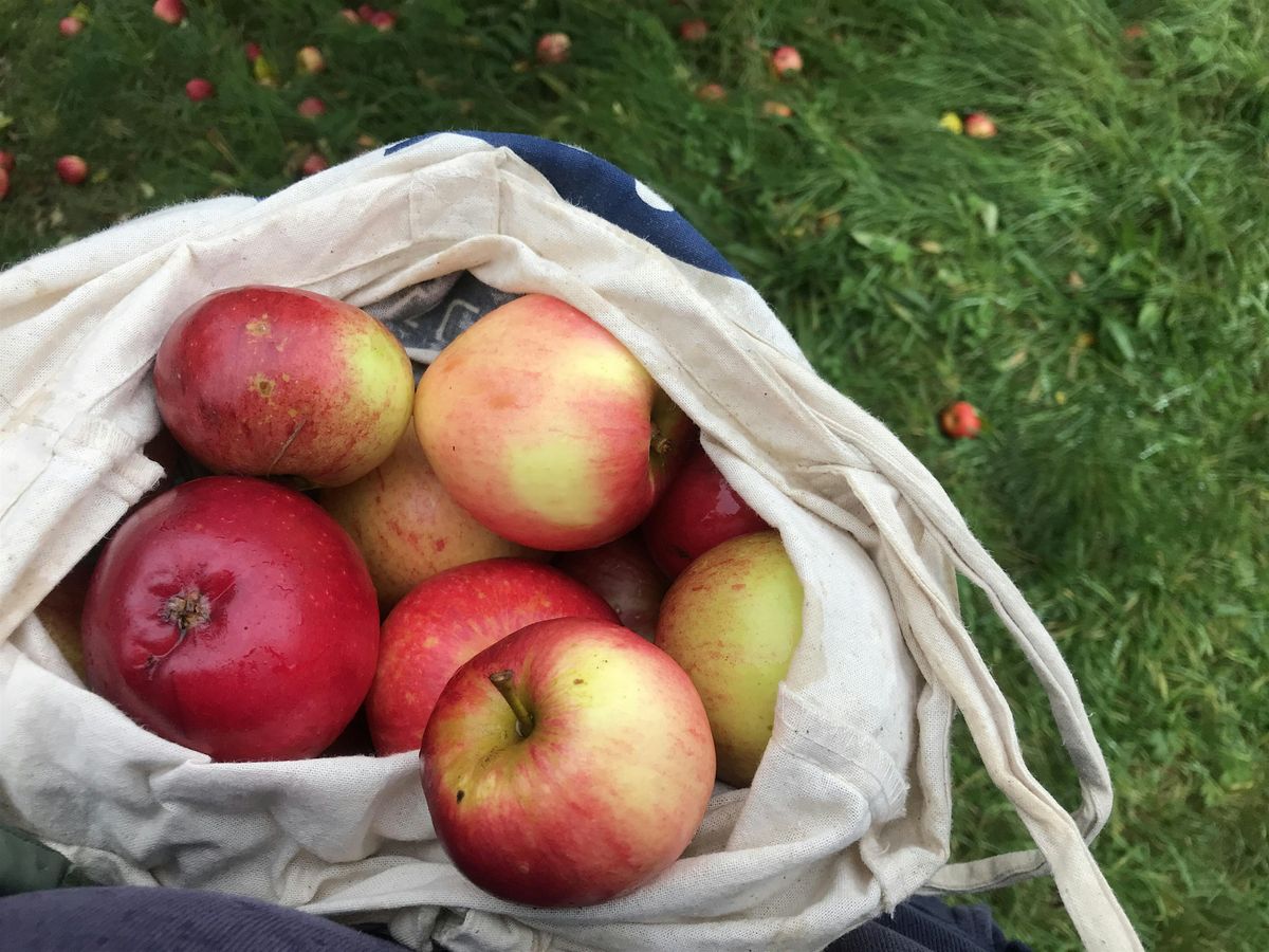 Rosh HaShana Apple Orchard Celebration Fife, 14 September | Event in Newburgh | AllEvents