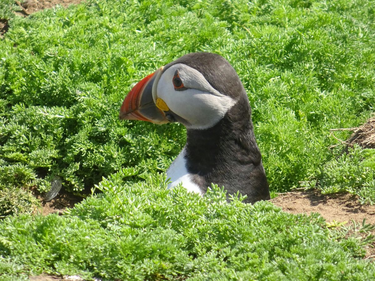 Puffins walk - No 2, 19 June | Event in Langton Matravers | AllEvents