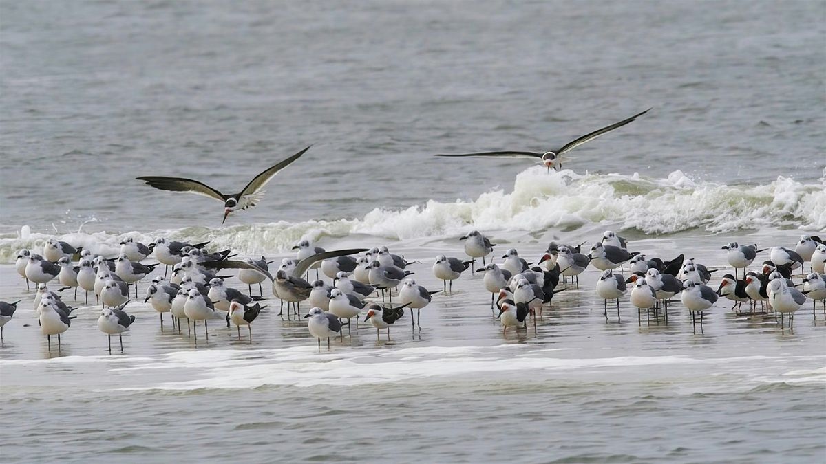 Thursday Morning at the Matanzas Inlet with Peggy Cook, 11 September | Event in St. Augustine | AllEvents
