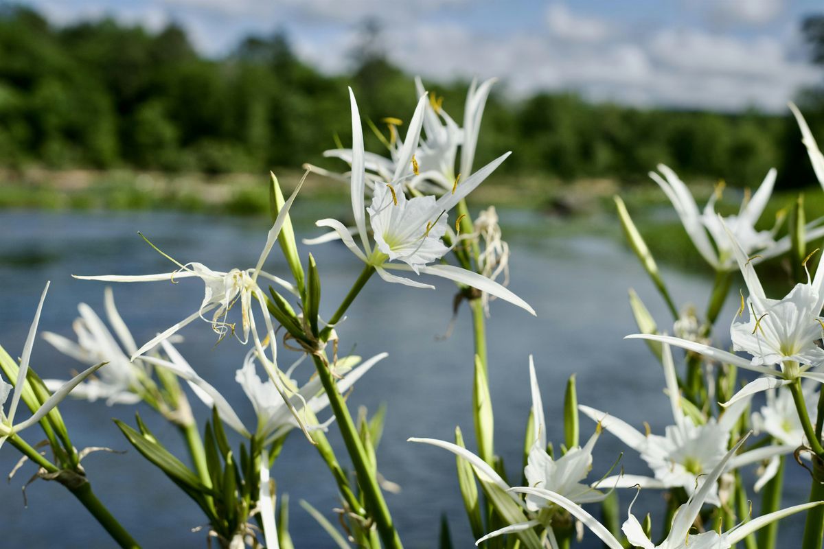 Shoal Lily Paddle Trips - 2025, 17 May | Event in Thomaston | AllEvents