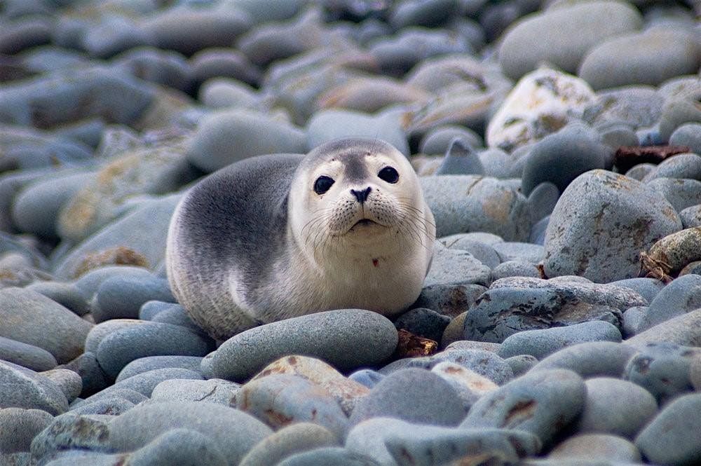 Seals on the Beach!, 23 July | Event in Marrowstone | AllEvents