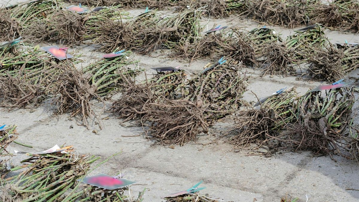 Bare root Plants – the what, why, how!, 27 November | Event in Biggin Hill | AllEvents