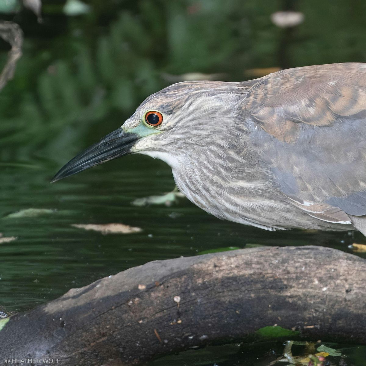 Bird Tour in Brooklyn Bridge Park | Event in Brooklyn | AllEvents