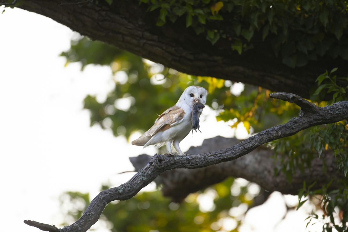 ERCCIS Owl Pellet Workshop, 28 October | Event in Newquay | AllEvents