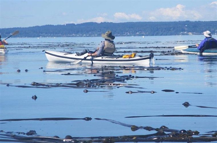 Dive In! Exploring Hat Island and Mukilteo's Kelp and Eelgrass, 10 September | Event in Mukilteo | AllEvents