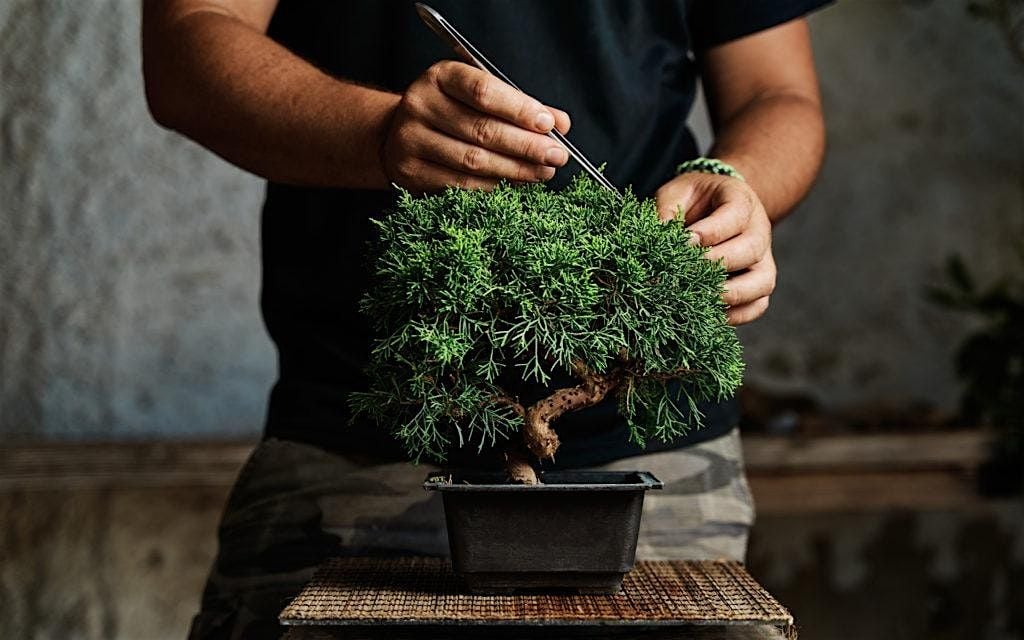 Bonsai Basics: Hands-On Workshop, 10 August | Event in Missoula | AllEvents